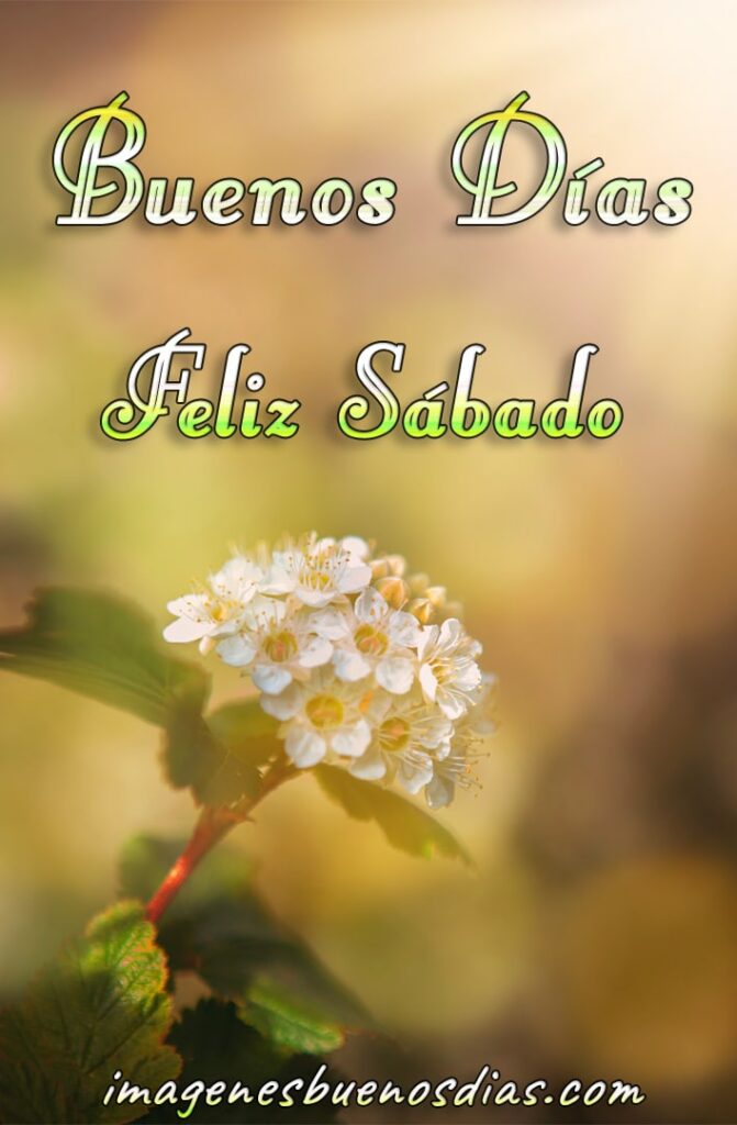 53 Imagenes De Buenos Dias Feliz Sabado